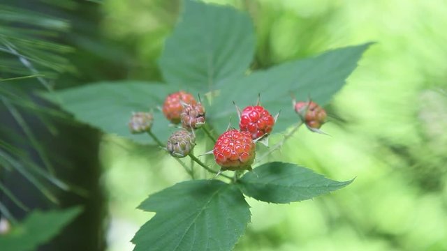 Red wild raspberries on a branch in Summer season