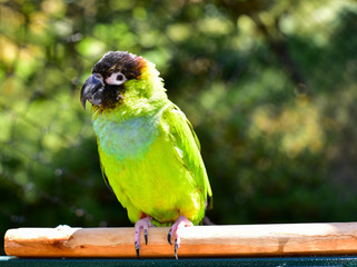 Nanday Parakeet. Parrot