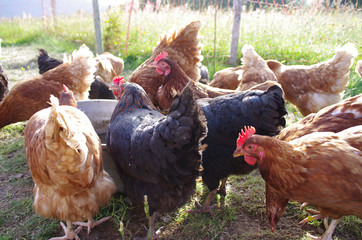 Rooster and chickens on the farm/Free range chickens roam the yard on a farm. Chickens on traditional free range poultry farm