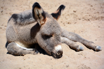 Tender little donkey resting