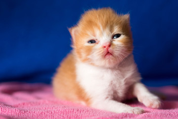 Cat  lovely kittens orange brown color and white color