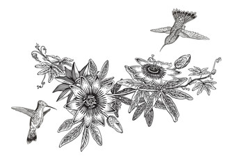 Passiflora and colibri. Vintage botanical illustration. Vector design element. Black and white color. - obrazy, fototapety, plakaty