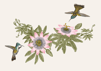 Naklejki  Passiflora i colibri. Vintage ilustracji botanicznej. Element projektu wektor.