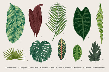 Fototapeta premium Set Leaf. Exotics. Vintage vector botanical illustration. Colorful.