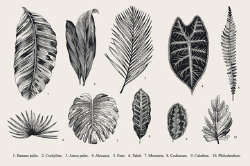 Naklejka premium Set Leaf. Exotics. Vintage vector botanical illustration. Black and white.