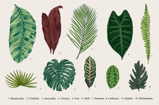 Set Leaf. Exotics. Vintage vector botanical illustration. Colorful.