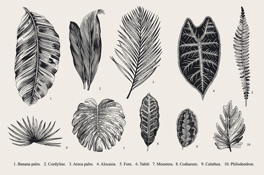 Set Leaf. Exotics. Vintage Vector Botanical Illustration. Black And White.