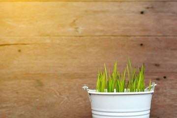 Green grass on wood background
