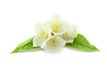 Fototapeta na wymiar Fresh jasmine flowers on white background
