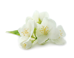 Naklejka na ściany i meble Fresh jasmine flowers on white background