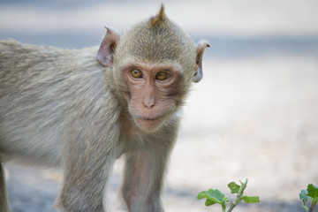 可愛いサル