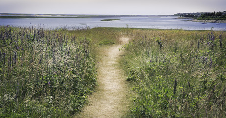 Path going through purple flowers to the water at the Fort Hill area in Eastham, MA Cape Cod.