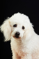 one white poodle