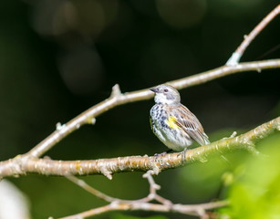Yellow-rumped Warblers are impressive in the sheer numbers with which they flood the continent each fall. Trees fill with the streaky brown-and-yellow birds and their distinctive, sharp chips.