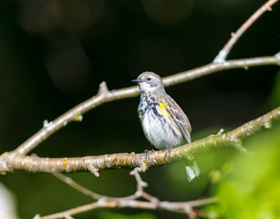 Yellow-rumped Warblers are impressive in the sheer numbers with which they flood the continent each fall. Trees fill with the streaky brown-and-yellow birds and their distinctive, sharp chips.