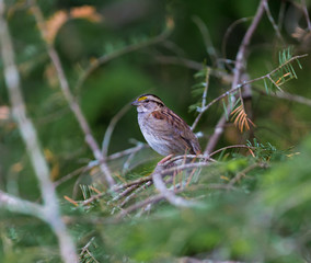 Crisp facial markings make the White-throated Sparrow an attractive bird 