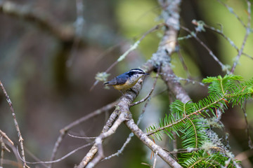 Red Bellied Nuthatch deep in a boreal forest in north Quebec Canada. These birds busily search the trees for insects and grubs and are also regular visitors to bird feeders.