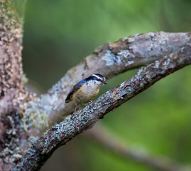 Red Bellied Nuthatch deep in a boreal forest in north Quebec Canada. These birds busily search the trees for insects and grubs and are also regular visitors to bird feeders.