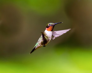 Ruby Throated Hummingbird , after its long migration from the south to the north. Hovering in space in a boreal forest in Quebec Canada. 