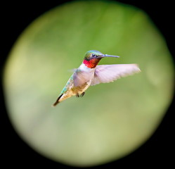 Ruby Throated Hummingbird , after its long migration from the south to the north. Hovering in space in a boreal forest in Quebec Canada. 
