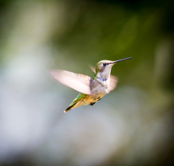 Fototapeta na wymiar Ruby Throated Hummingbird , after its long migration from the south to the north. Hovering in space in a boreal forest in Quebec Canada. 