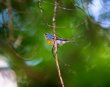 A small warbler of the upper canopy, the Northern Parula can be found in boreal forests of Quebec. It nests in Canada in June and July and after returns south to spend the winter.