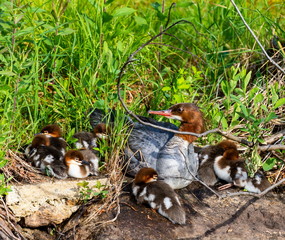 The elegant gray-bodied female Common Merganser have rich, cinnamon heads with a short crest. This one is seen while swimming and resting with her chicks on a Lac Creux in northern Quebec Canada.