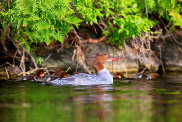 The elegant gray-bodied female Common Merganser have rich, cinnamon heads with a short crest. This one is seen while swimming and resting with her chicks on a Lac Creux in northern Quebec Canada.