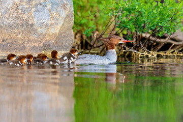 Obraz na płótnie Canvas The elegant gray-bodied female Common Merganser have rich, cinnamon heads with a short crest. This one is seen while swimming and resting with her chicks on a Lac Creux in northern Quebec Canada.