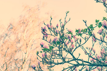 Abloom magnolia fleurs le jour de printemps ensoleillé avec un ciel clair. Grand arbre fleuri dans la famille des Magnoliaceae qui fleurit dans le jardin de printemps avec des pétales roses sur fond clair, image filtrée