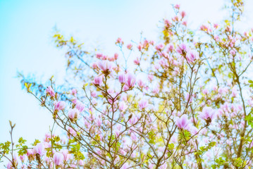 Abloom magnolia flowers on sunny spring day with clear sky. Large flowered tree in Magnoliaceae family blooming in springtime garden with pink petals against light background, image filtered