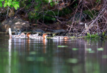 The elegant gray-bodied female Common Merganser have rich, cinnamon heads with a short crest. This one is seen while swimming with her chicks on a Lac Creux in northern Quebec Canada.