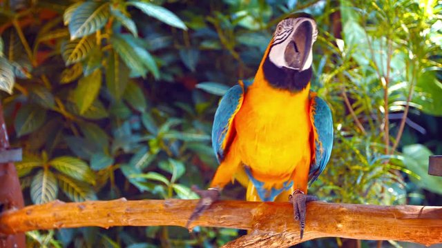 Video UHD - Solitary blue and gold macaw, with its colorful plumage, shuffling back and forth on his perch