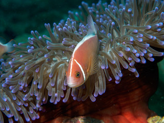 Naklejka na ściany i meble anemone fish at underwater, philippines
