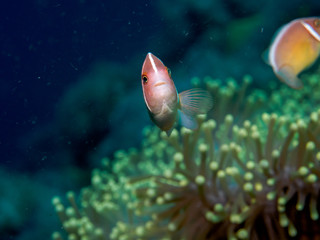 Obraz na płótnie Canvas anemone fish at underwater, philippines