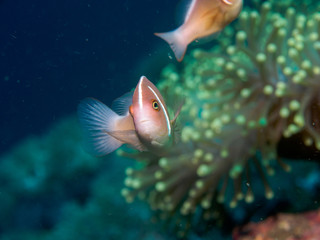 anemone fish at underwater, philippines