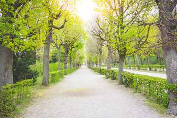 Avenue and walkway of trees Schönbrunn Gardens, Vienna, Austria