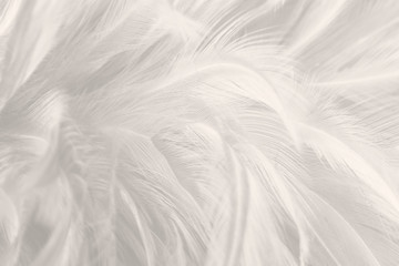 Black and white vintage color trends chicken feather texture background,Interior soft luxury gray...