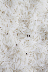 close up of weevil destroy rice.
