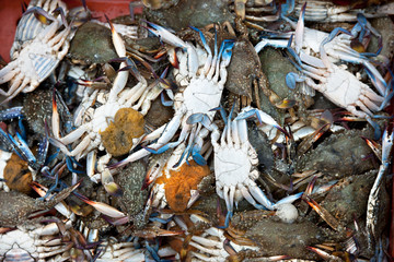 fresh crabs