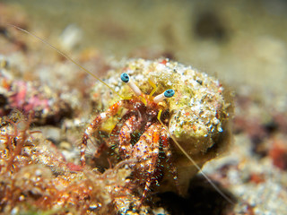 hermit crab under the sea