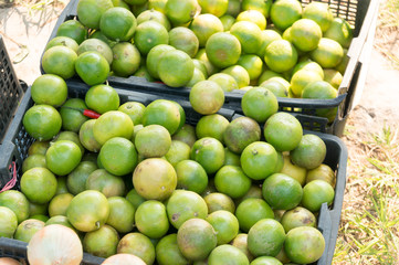 Fresh green lemons and limes for making juice