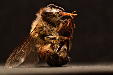 ミツバチ１