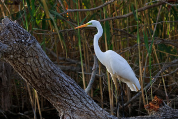 great white egret