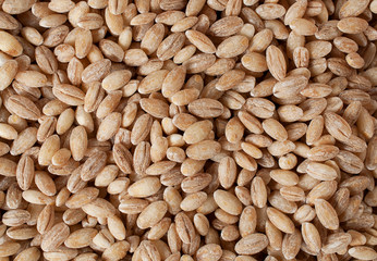 pearls barley grain seed on background.