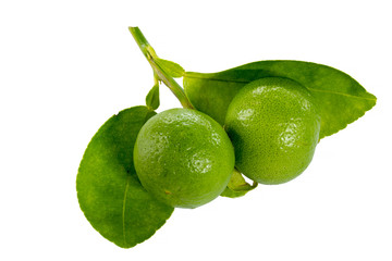 Fresh limes and leaves Isolated on white