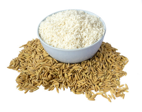 rice and paddy on white background