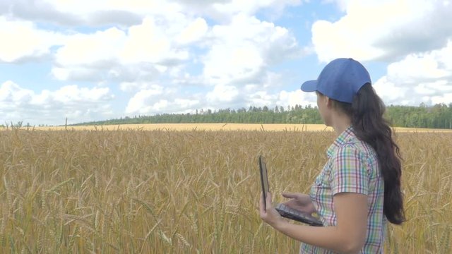 Young pretty farmer girl standing in yellow wheat field  with a laptop in hands.