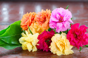 A colorful common purslane with green leaf on wooden background