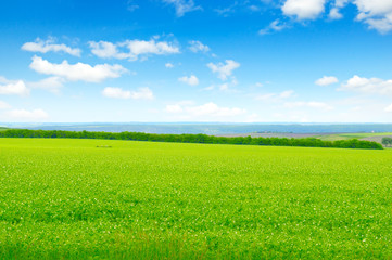 green field and blue sky with light clouds